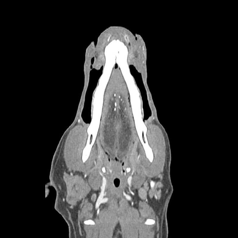 Dog Head Phantom for CT Scan & X-Ray Training - Veterinary Radiology Practice, Medical Education, and Diagnostic Imaging Simulation