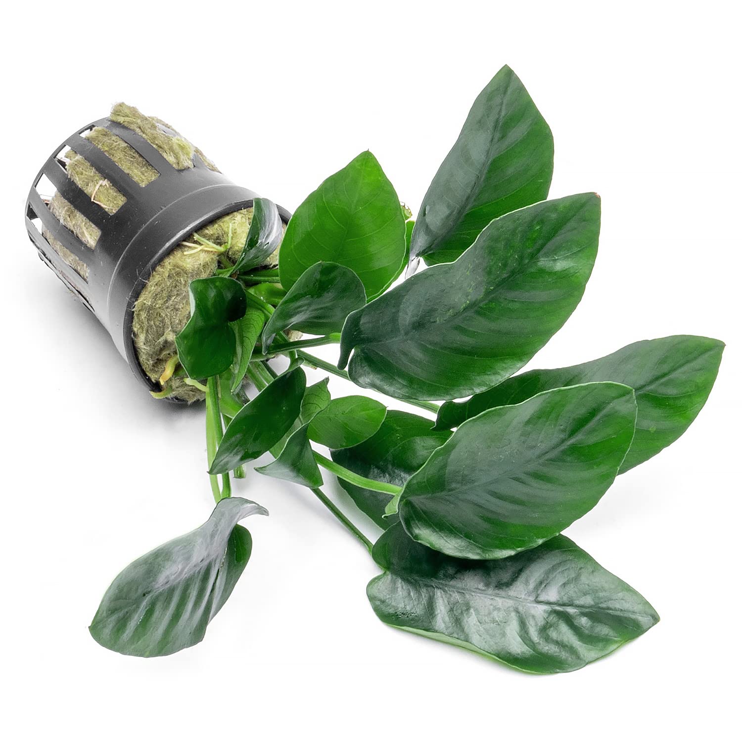 Anubias Nana Live Aquarium Plants - 3 Potted Freshwater Plants for Fish Tanks, Aquascaping, Terrariums - Low Light & Beginner Friendly Aquatic Plants (Perfect for Betta Tanks, Shrimp Tanks & Tropical Aquariums)