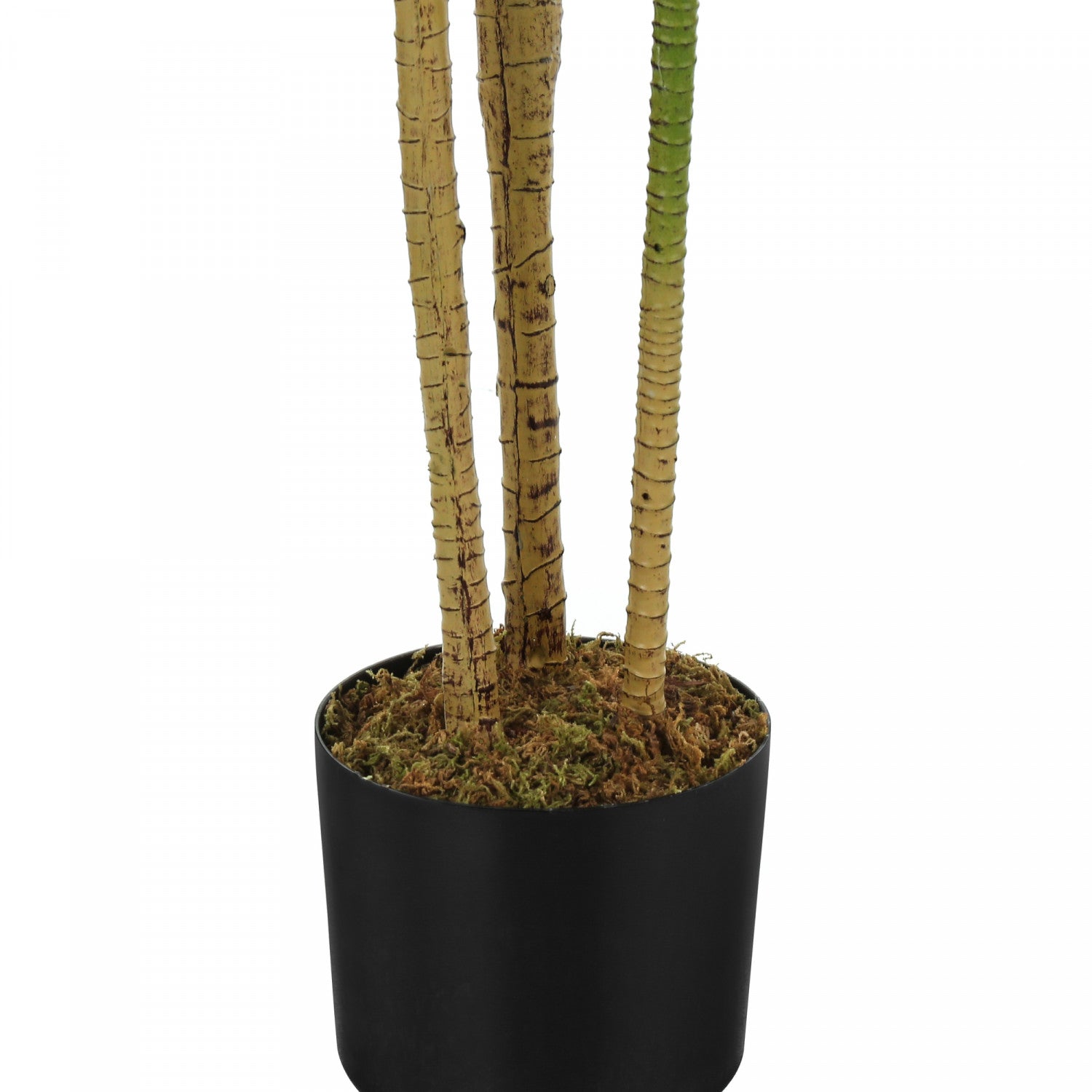 51 Dracaena Plant in 5 Black Pots - Indoor Houseplant for Home & Office Decor - Perfect for Living Room, Bedroom, or Workspace