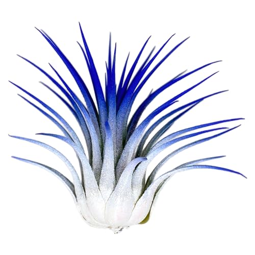 White/Blue