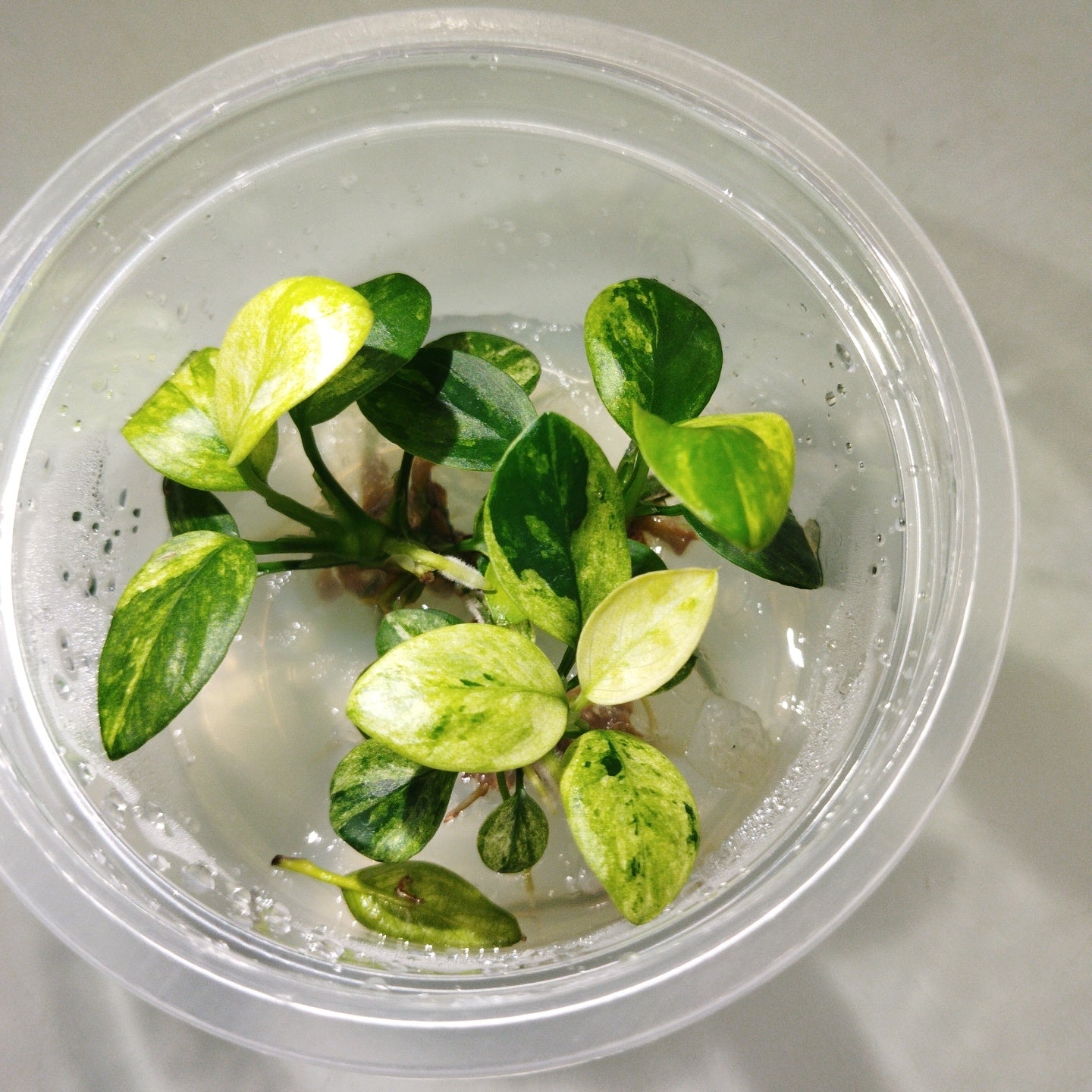TCulture Anubias Nana Pinto Live Aquarium Plant (TC Cup) - Perfect for Freshwater Fish Tanks, Aquascaping & Low-Light Aquariums