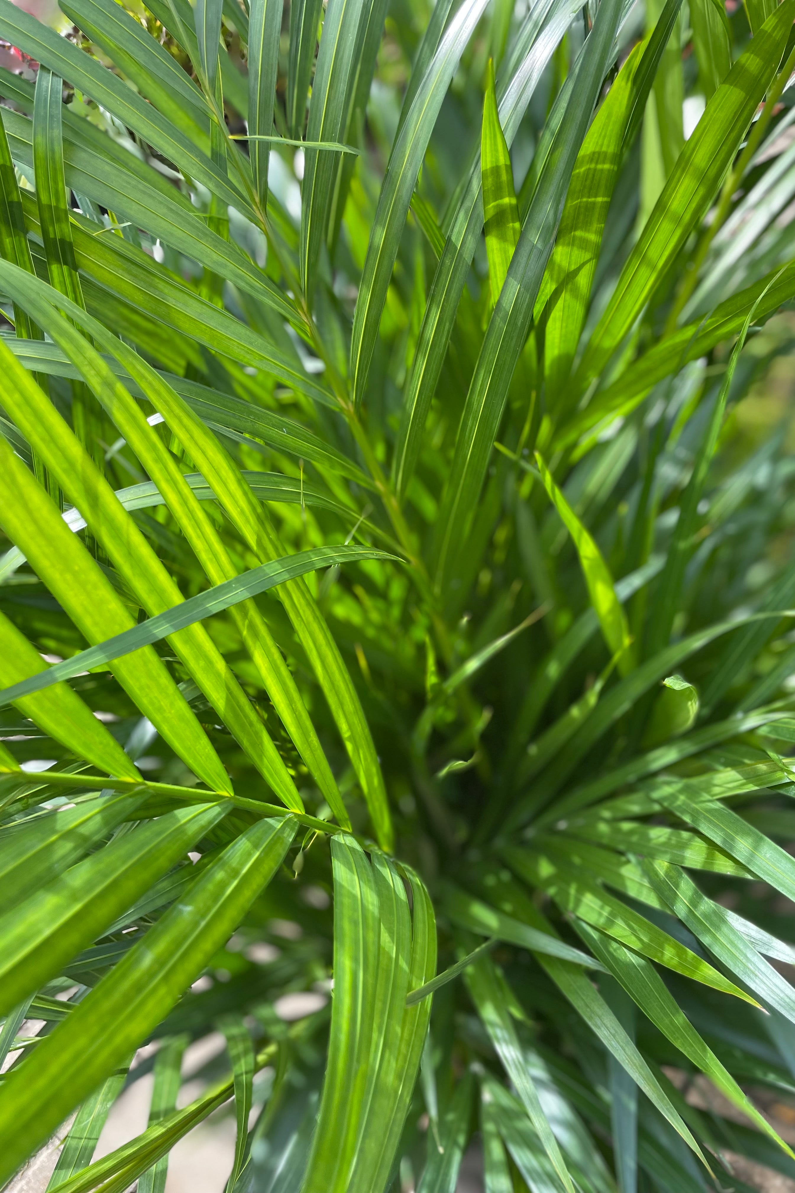 Areca Palm (Chrysalidocarpus Lutescens) - 10
