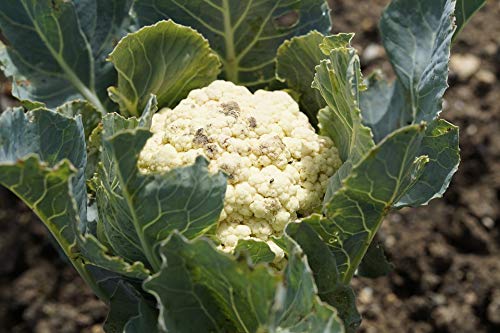 20x30 Inch Laminated Garden Bed Grow Poster - Vibrant Cauliflower Cultivation Guide - Perfect for Home Decor & Gardening Inspiration - Fits Standard Frames - Ideal for Kitchen, Greenhouse, or Classroom Display