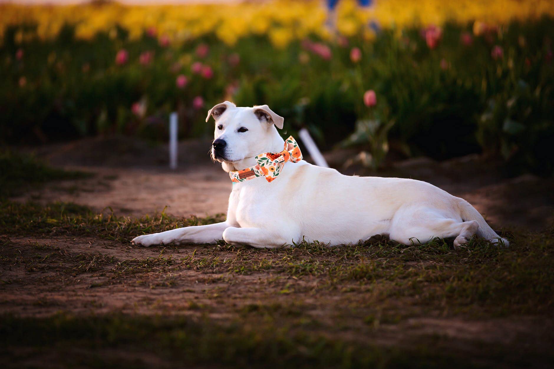 Elegant Floral Dog Collar with Bow - Adjustable Comfortable Bowtie Collar for Small Medium Large Dogs & Cats - Perfect for Pet Parties, Weddings & Photo Shoots