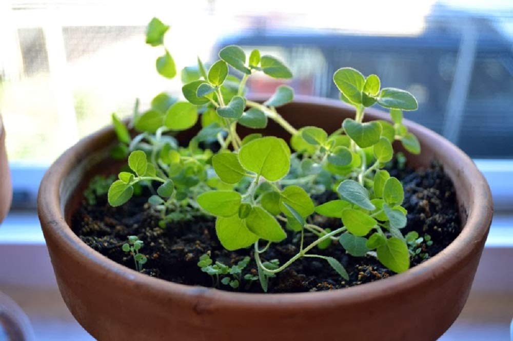 Organic Oregano Seeds - 25 Count Pack for Home Gardening | Non-GMO, Heirloom, Easy to Grow | Perfect for Indoor Herb Gardens, Cooking & Seasoning
