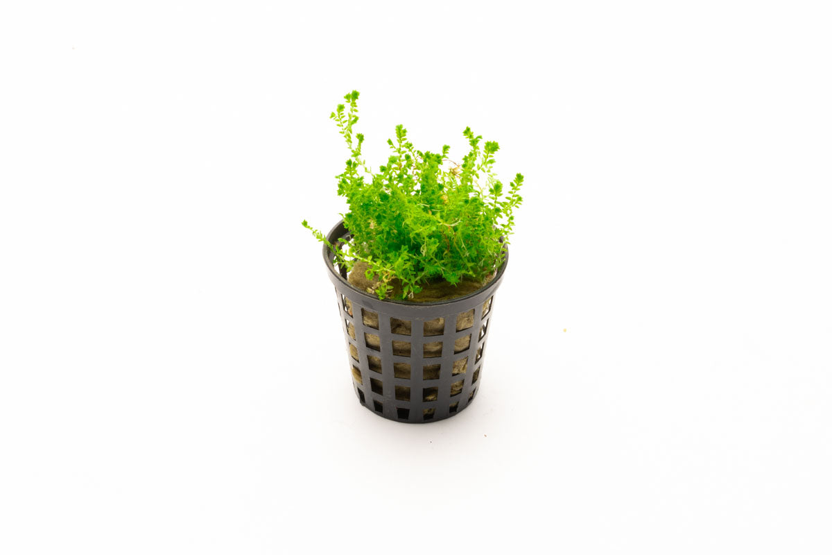 Selaginella Kraussiana Mini - Small Evergreen Fern for Indoor & Outdoor Gardens | Perfect for Terrariums, Fairy Gardens, and Home Decor