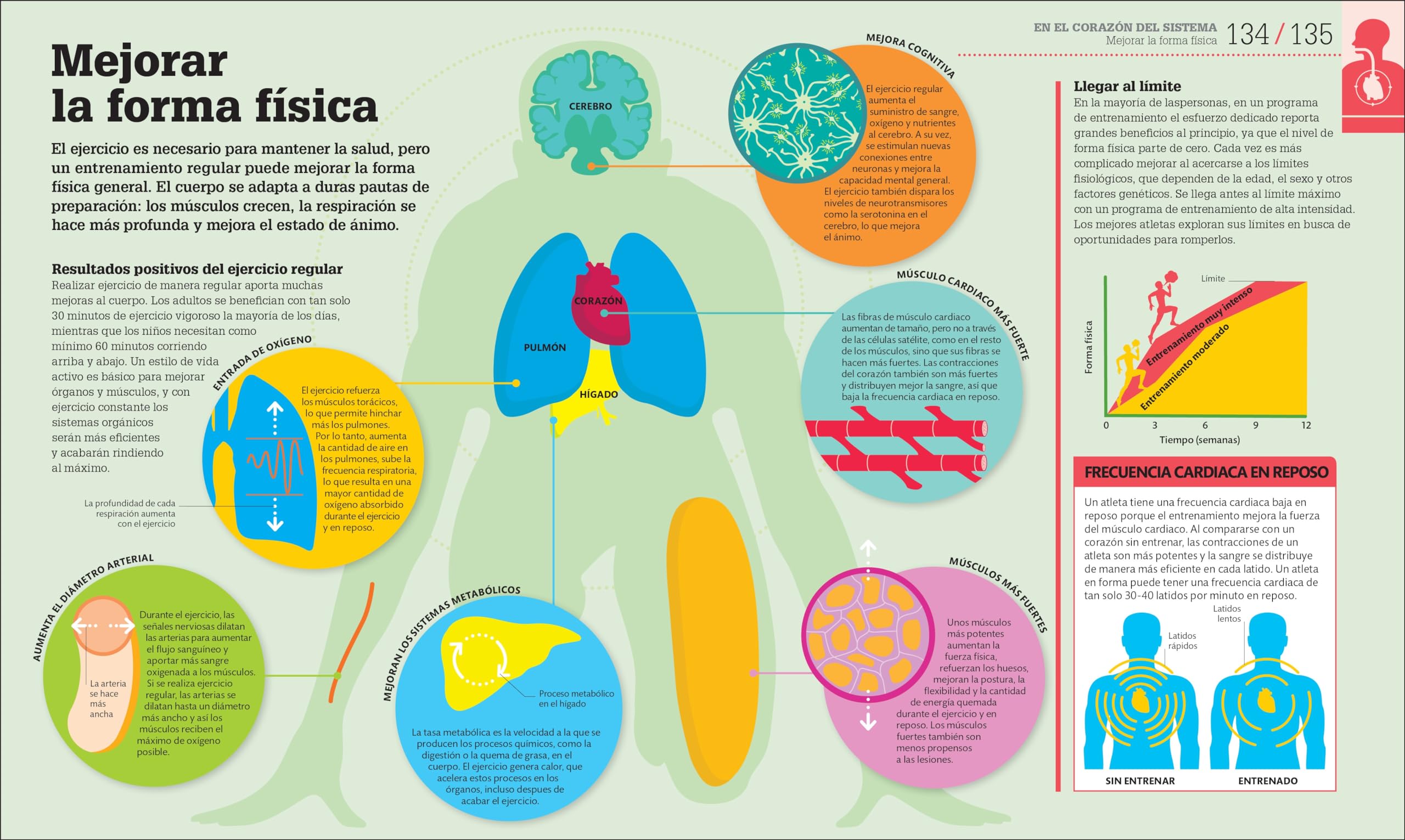 How the Body Works: A Visual Guide to the Human Body (DK How Stuff Works) - Perfect for Students, Teachers, and Health Enthusiasts