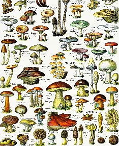 Mushrooms Collection