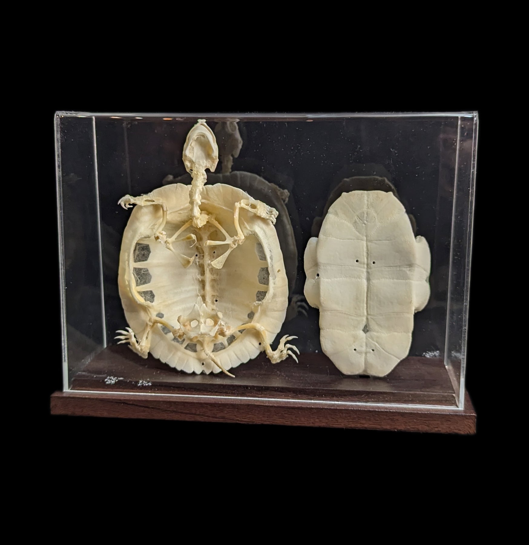 Articulated Turtle Skeleton Model - Realistic Animal Anatomy Display for Science Education & Home Decor - Perfect for Classrooms, Biology Labs & Gothic Decor