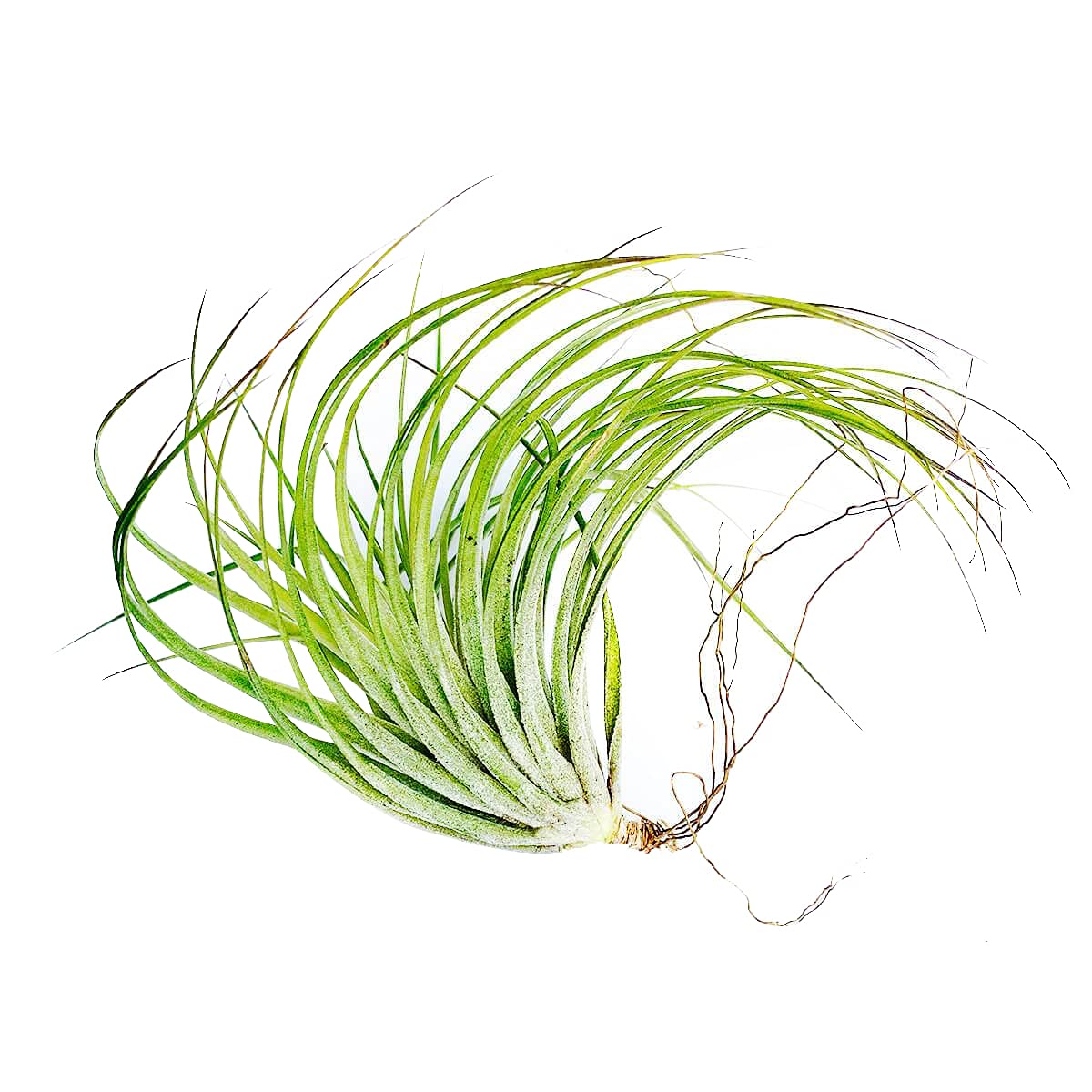 Tillandsia Stricta Green Air Plant 5'' | Low Maintenance Live Air Plants Collection | Unique Home Decor Gift for Plant Lovers | Perfect for Terrariums, Office Desks & Wedding Centerpieces