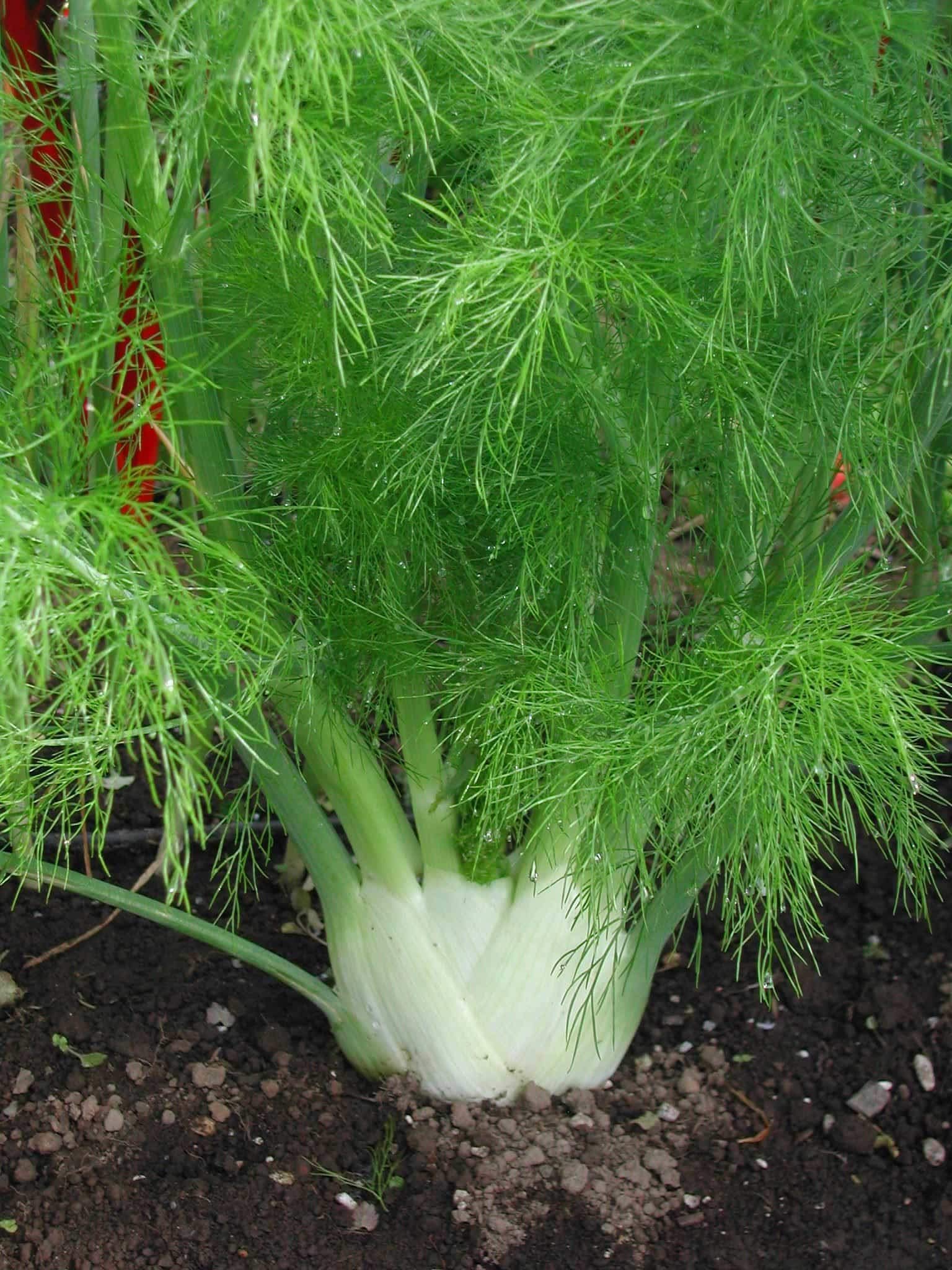 Cool Beans N Sprouts Florence Fennel Seeds - 500 Count Pack for Home Gardening | Organic Herb Seeds for Cooking, Tea & Sprouting