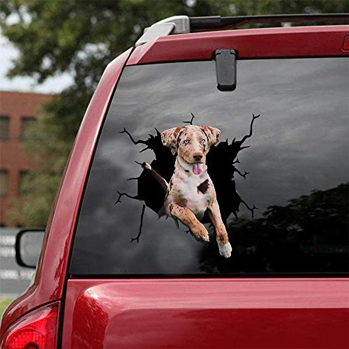 Catahoula-01