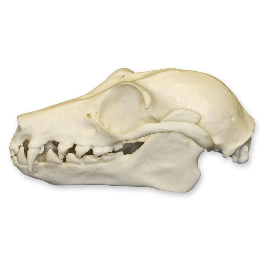 Authentic Replica Fruit Bat Skull - Realistic Animal Bone Specimen for Halloween Decor, Gothic Home Decor, Science Education & Taxidermy Display