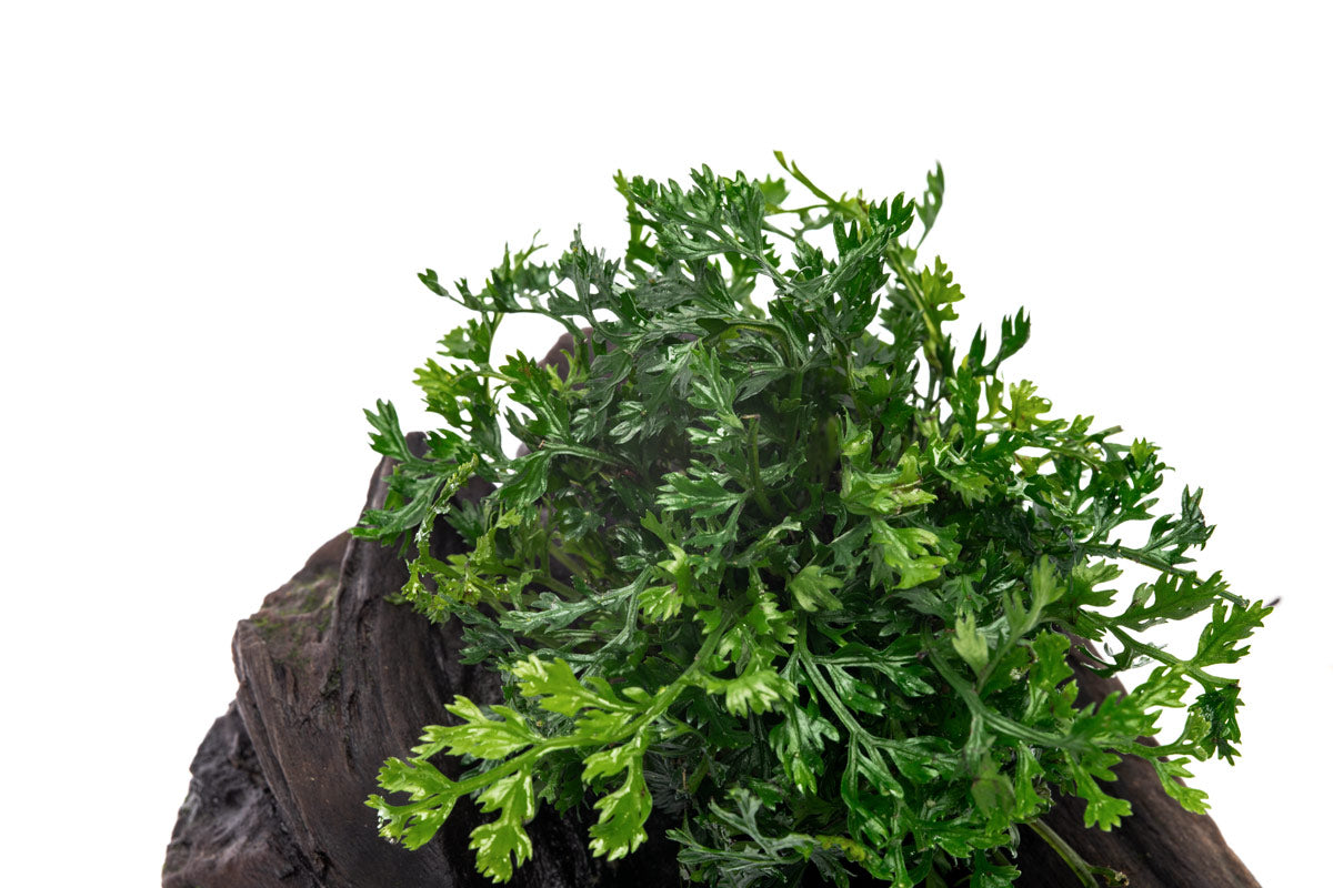 Bolbitis Difformis ‘Mini’ Aquatic Plant for Aquarium - Perfect for Driftwood Decoration & Nano Tanks | Enhance Your Underwater Scenery