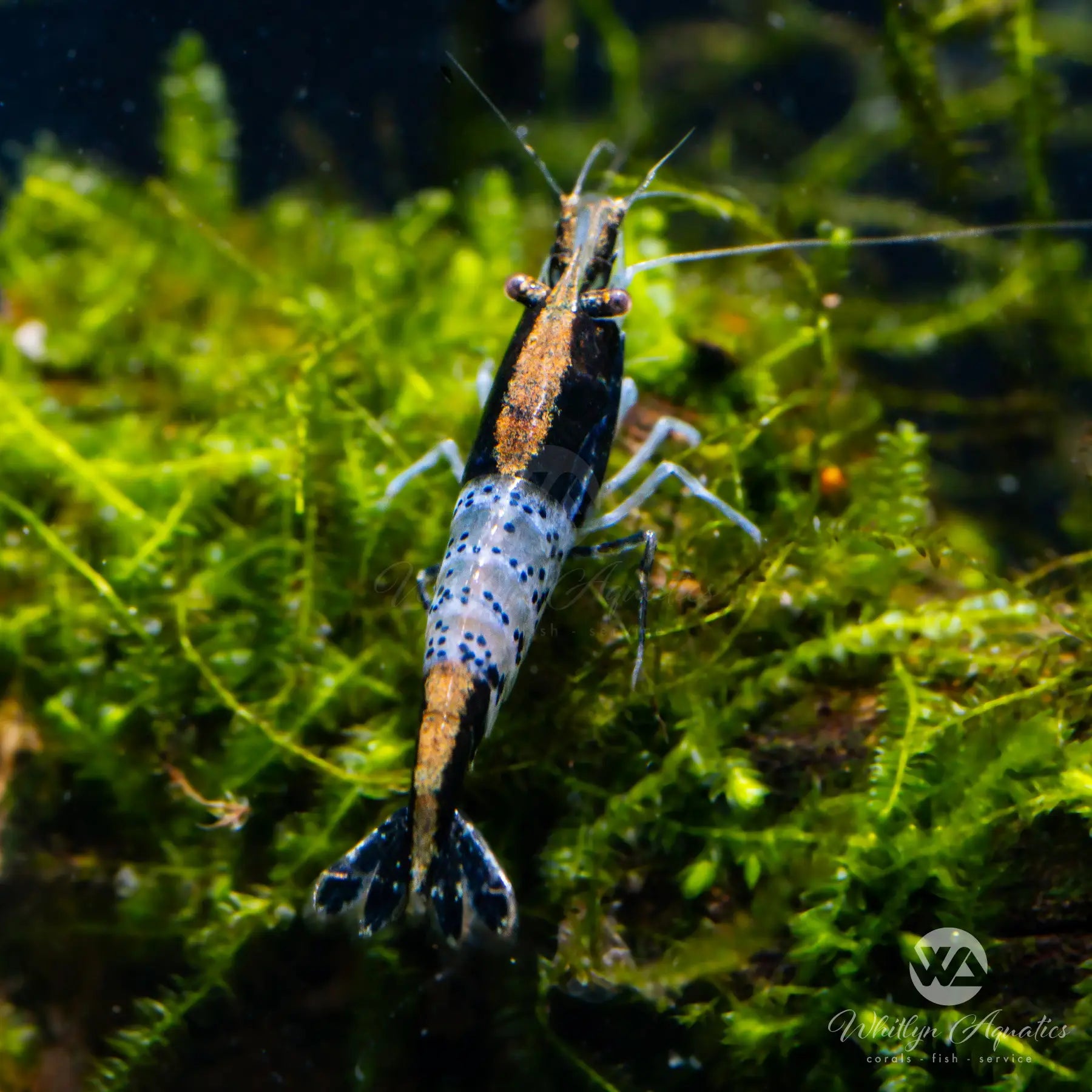 Premium Carbon Rili Shrimp (Neocaridina davidi) for Freshwater Aquariums - Perfect for Nano Tanks, Shrimp Breeding & Aquascaping