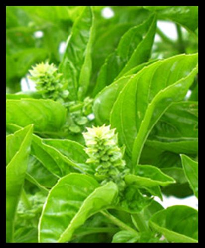 Basil
