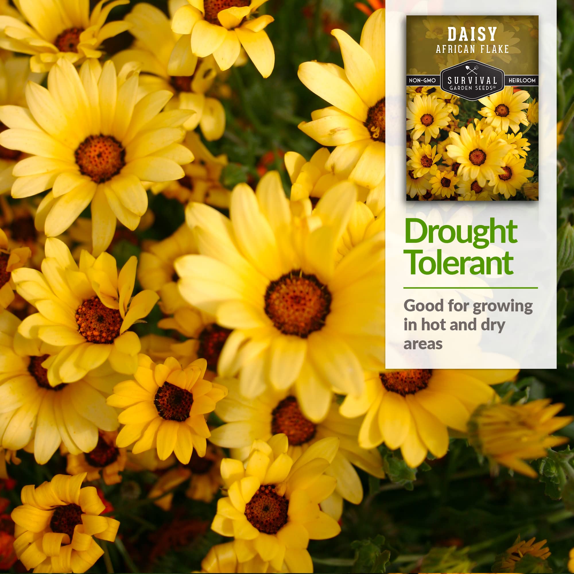 1 Pack African Flake Daisy Seeds - Non-GMO Heirloom Flower Seeds for Planting with Growing Instructions - Grow Vibrant Purple-Centered Daisies in Home Garden, Containers or Landscaping - Perfect for Flower Beds, Borders and Pollinator Gardens