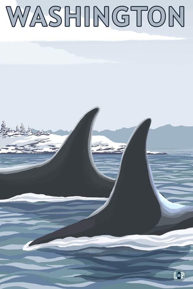 Lantern Press Orca Fins and Snow Washington Art Print - 16x24 Wrapped Canvas Wall Decor for Living Room, Bedroom & Office