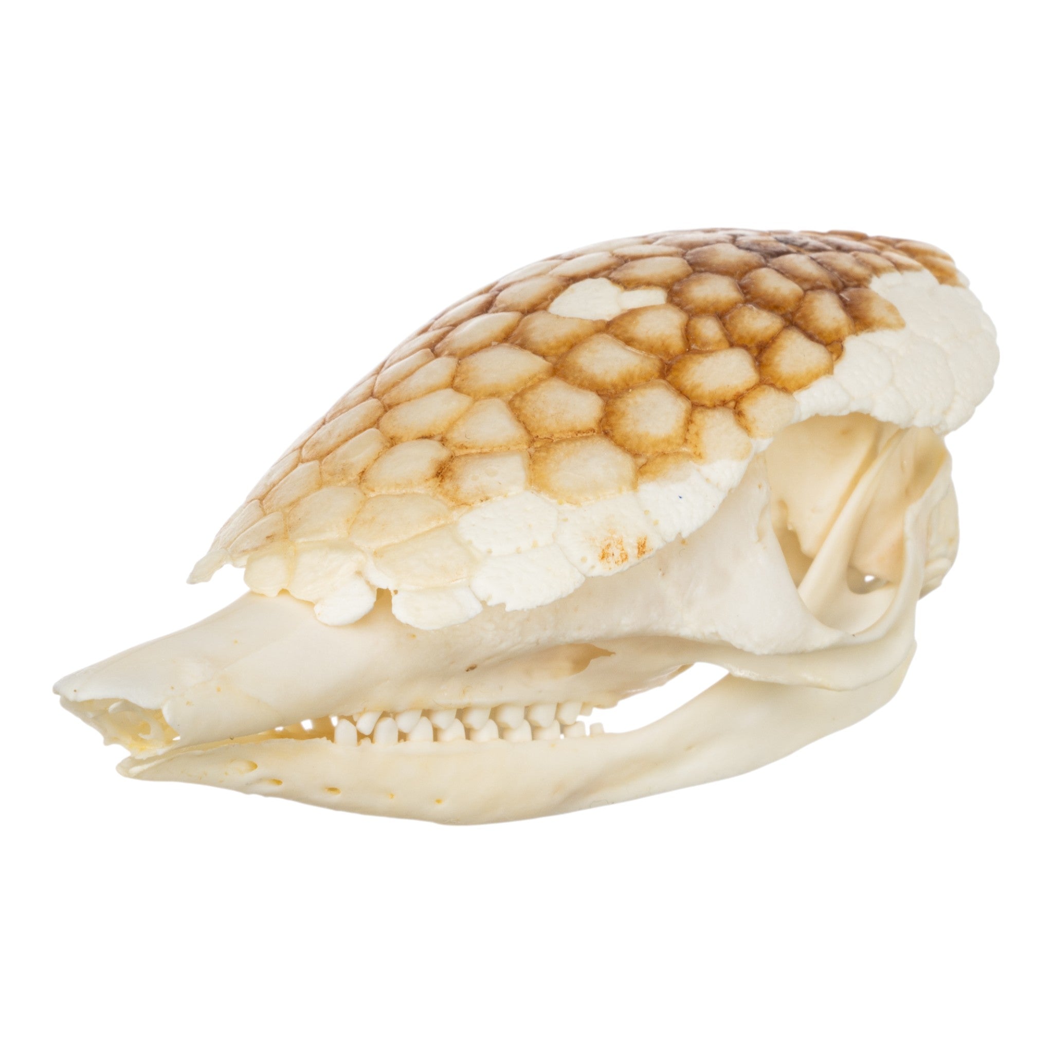 Authentic Nine-Banded Armadillo Skull - Taxidermy Specimen for Science Education & Home Decor | Perfect for Biology Classrooms, Gothic Decor, and Unique Gifts