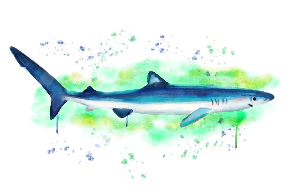 Blue Shark Watercolor Painting - 24x36 Gallery Quality Metal Wall Art, Aluminum Decor for Living Room, Office & Coastal Home Decor