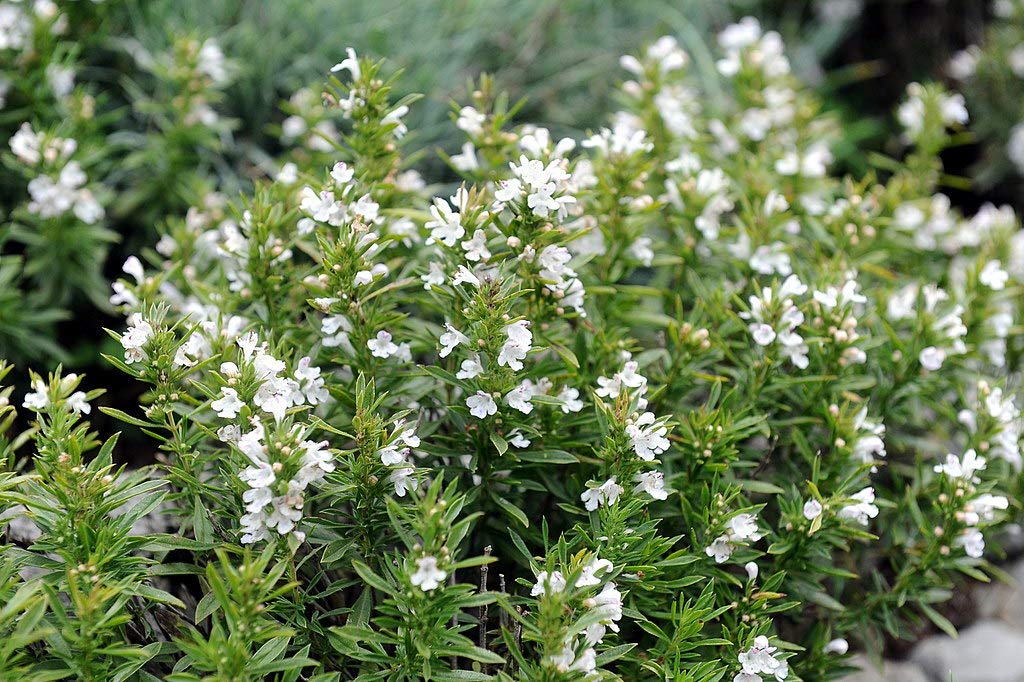 Organic Winter Savory Starter Plants (5 Pack) - Satureja Montana Herb for Cooking, Tea & Medicinal Uses - Perfect for Home Gardens, Indoor Herb Kits & Gourmet Recipes