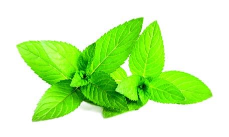 Menthol Infused