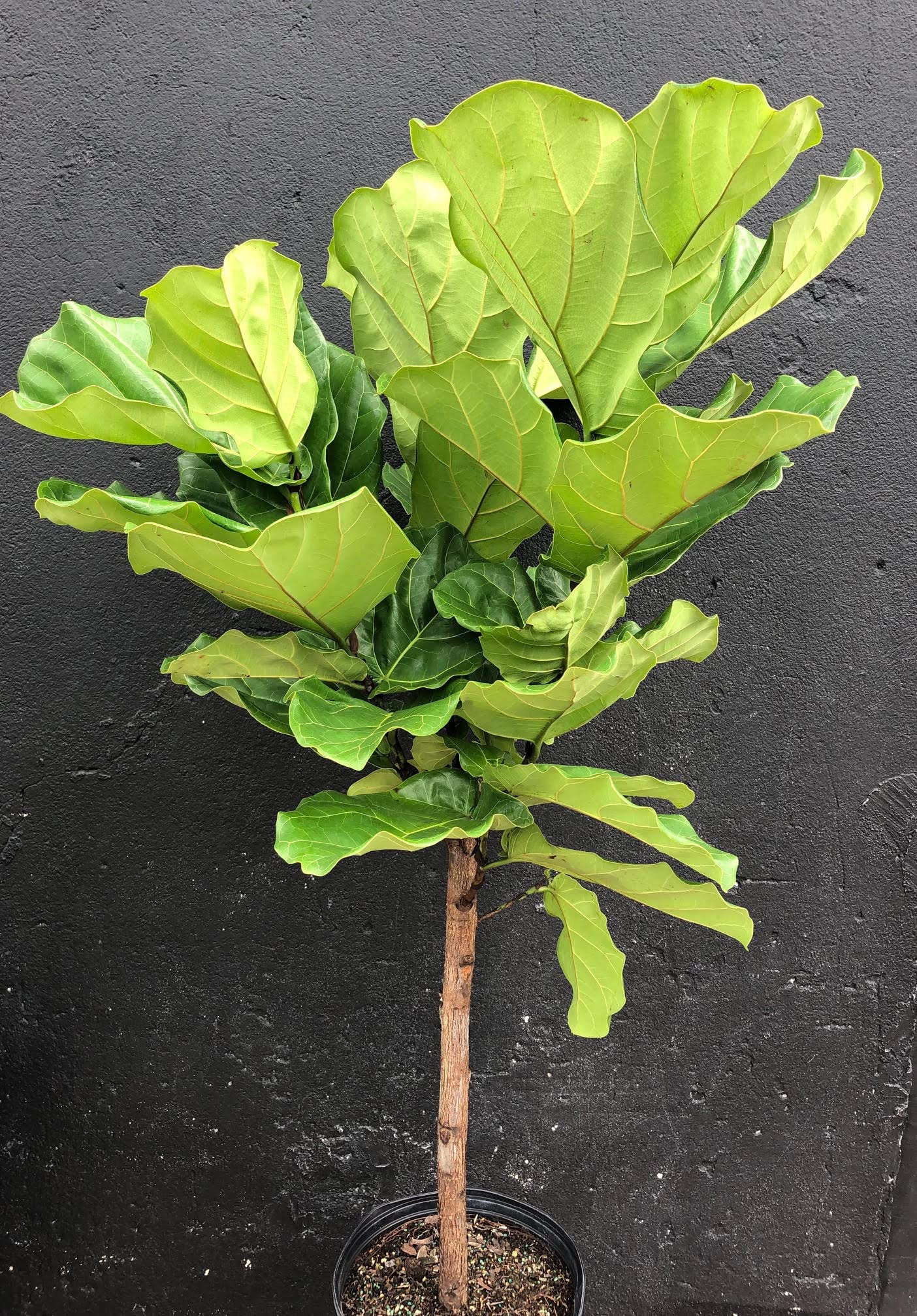 Fiddle Leaf Fig Tree - Live Ficus Lyrata in 10