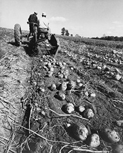 18x24 Farm Tractor Potato Harvesting Poster - Vintage Agriculture Wall Art for Farmhouse, Country Kitchen & Rural Decor