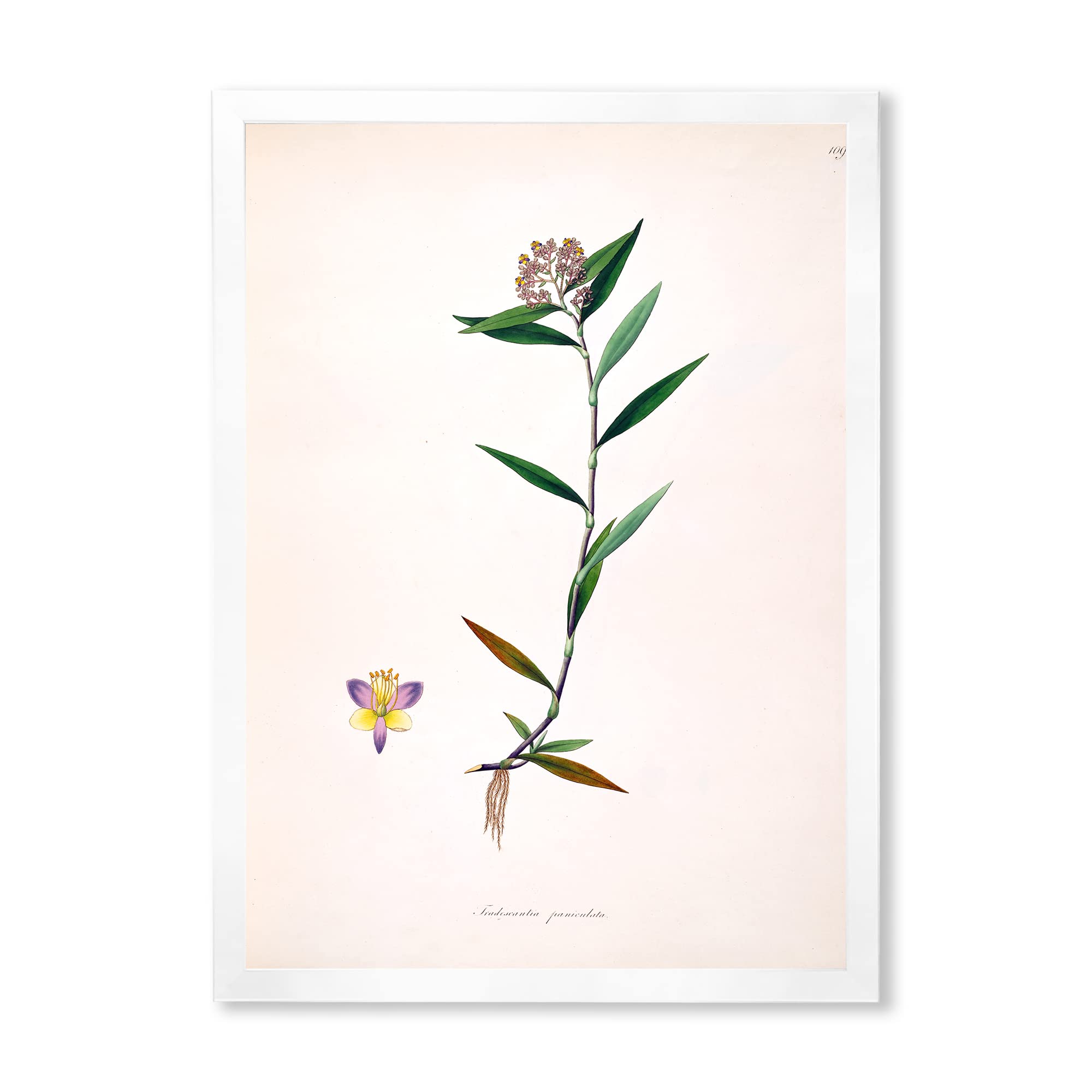 Vintage Botanical Wall Art - XIX Century Farmhouse Style Framed Prints for Living Room, Bedroom & Office Decor