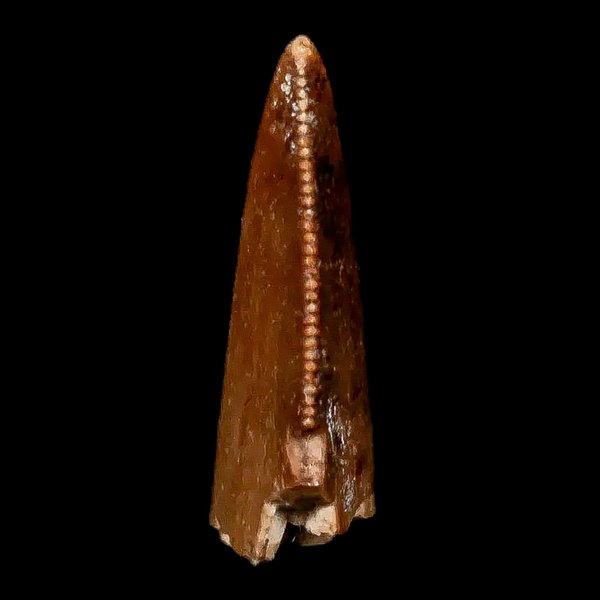 Authentic Majungasaurus Serrated Dinosaur Tooth Fossil - 0.9