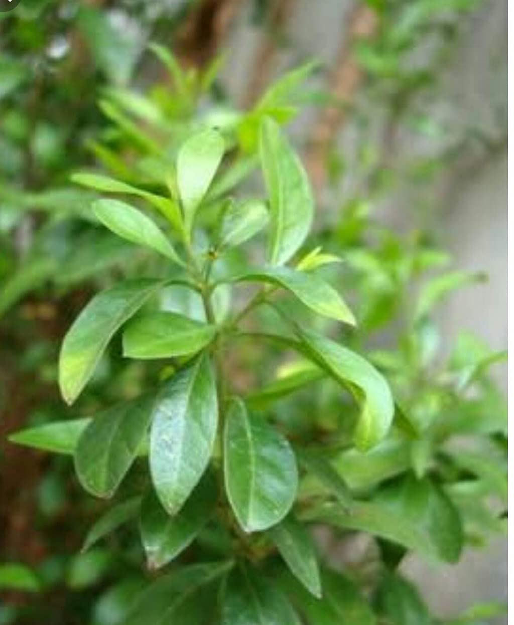 Ohhsome Natural Henna Plant (Mehandhi Live Plant) - Healthy Balcony Plant for DIY Mehndi & Tattoos | Perfect for Home Decor, Weddings & Festive Occasions