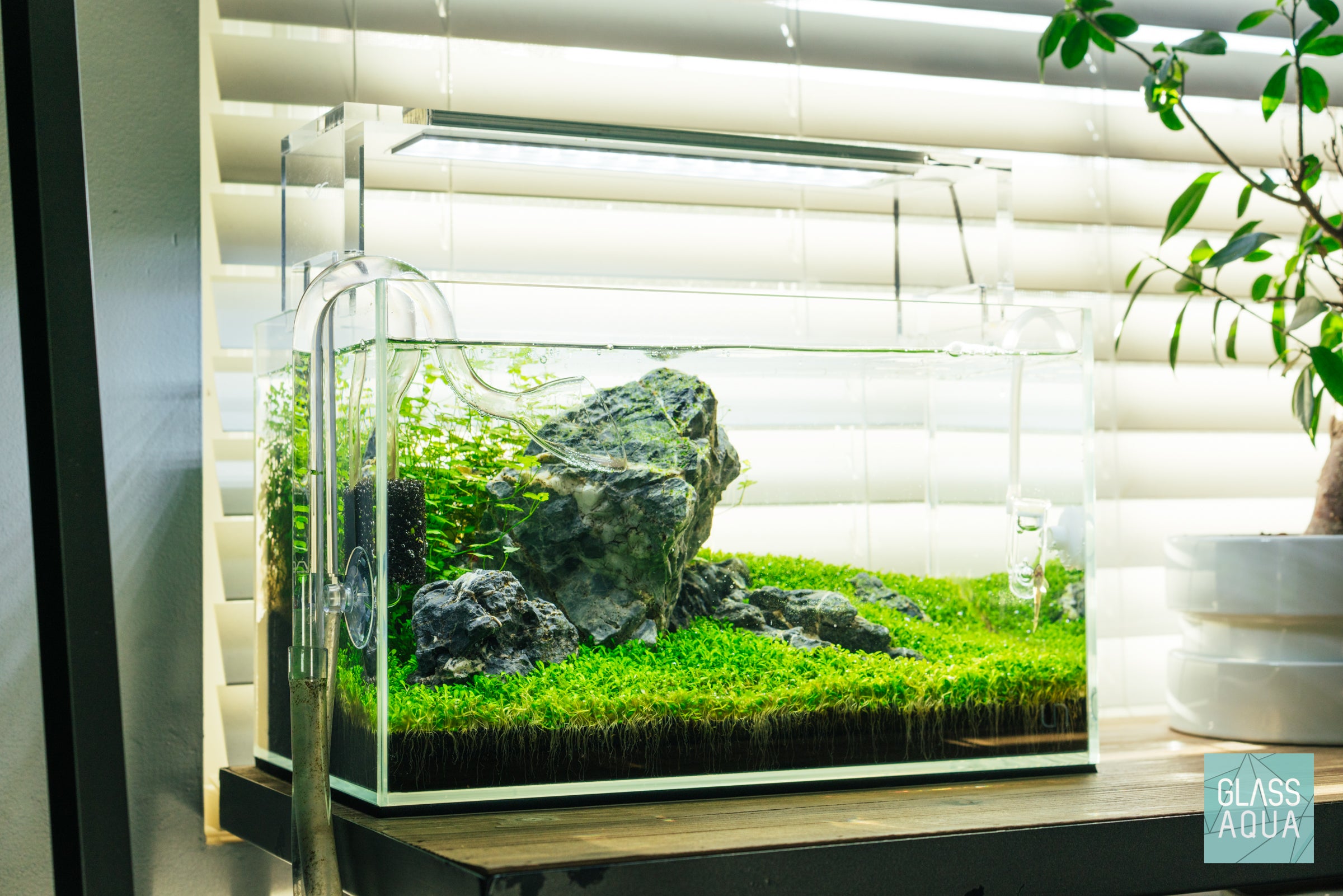 Elatine Hydropiper Aquatic Plant Tissue Culture - Live Aquarium Carpet Plant for Freshwater Fish Tanks, Shrimp Tanks & Aquascaping