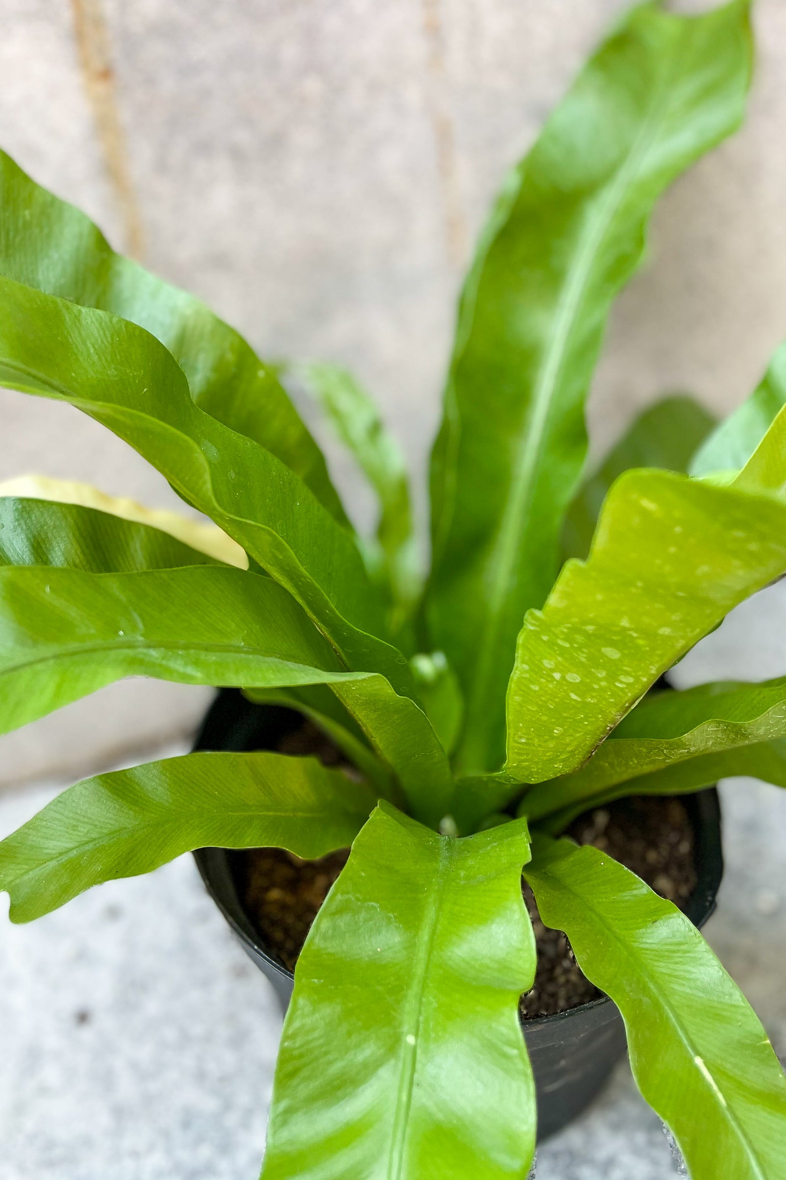Japanese Bird's Nest Fern (Asplenium nidus) - 6