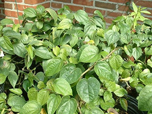 Organic Black Pepper Starter Plants (5 Pack) - Piper nigrum - Fresh & Healthy for Home Garden, Cooking & Spice Lovers - Perfect for Indoor Herb Garden or Outdoor Planting