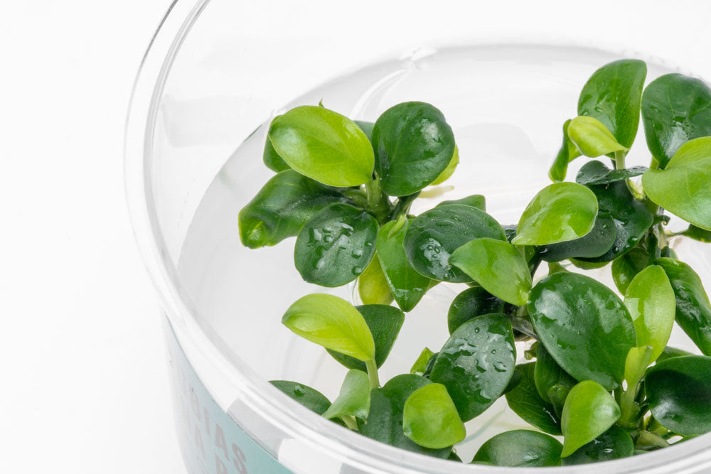 Anubias Nana Petite Tissue Culture - Live Aquatic Plant for Freshwater Aquariums | Perfect for Nano Tanks, Aquascaping & Low Light Environments