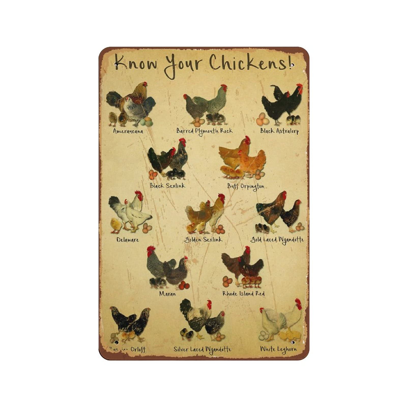 Vintage Chicken Knowledge Poster - Know Your Chickens Satin Wall Art Decor | Embossed Metal Tin Sign 140x200mm | Perfect for Farmhouse Kitchen, Chicken Coop, or Retro Home Decor
