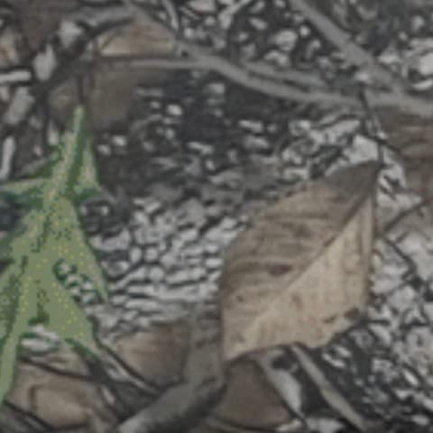 Camo - Backwoods