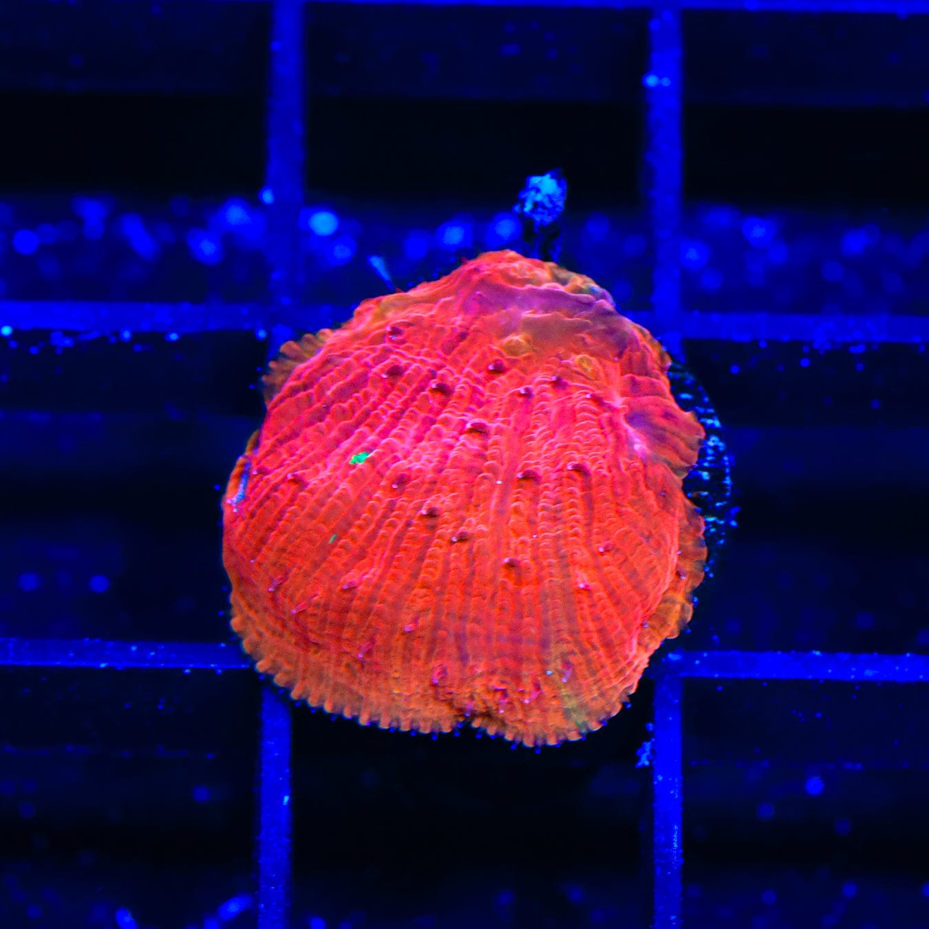 Diablo Diaseris Plate Coral for Saltwater Aquariums - Vibrant Live Coral for Reef Tanks & Marine Aquascaping