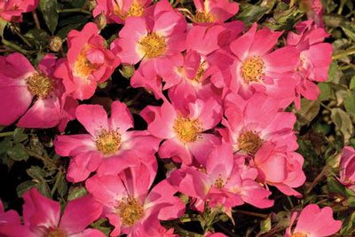 Pink Drift Rose Bush - 1 Gallon Live Plant for Garden Landscaping, Outdoor Decor & Wedding Bouquets
