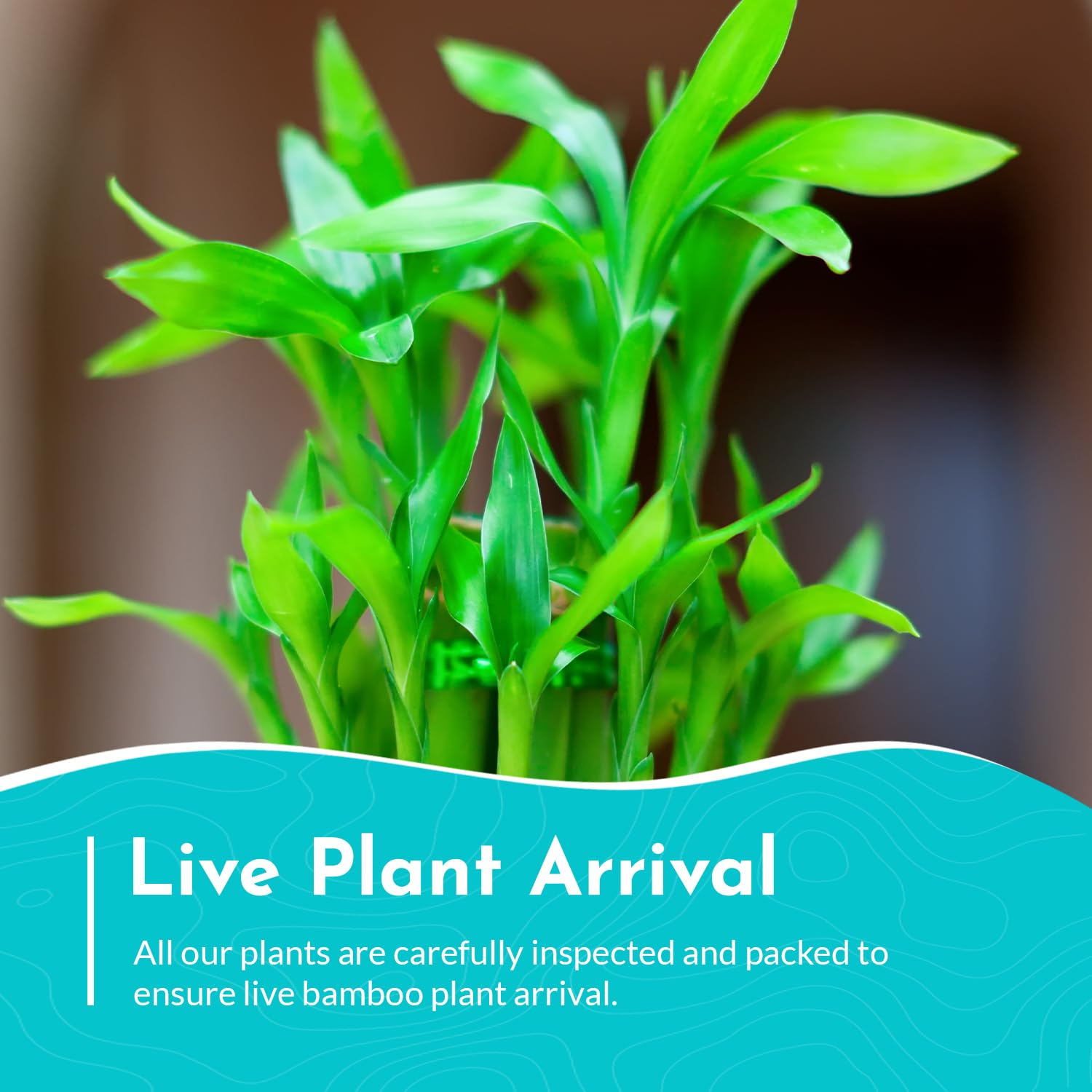 Lucky Bamboo Plant Dracaena Sanderiana - 5 Pack Curly Indoor House Plants - Organic Aquatic Plants for Home & Office Decor - Easy Care Low Maintenance - Perfect for Feng Shui, Gifts & Tabletop Decor