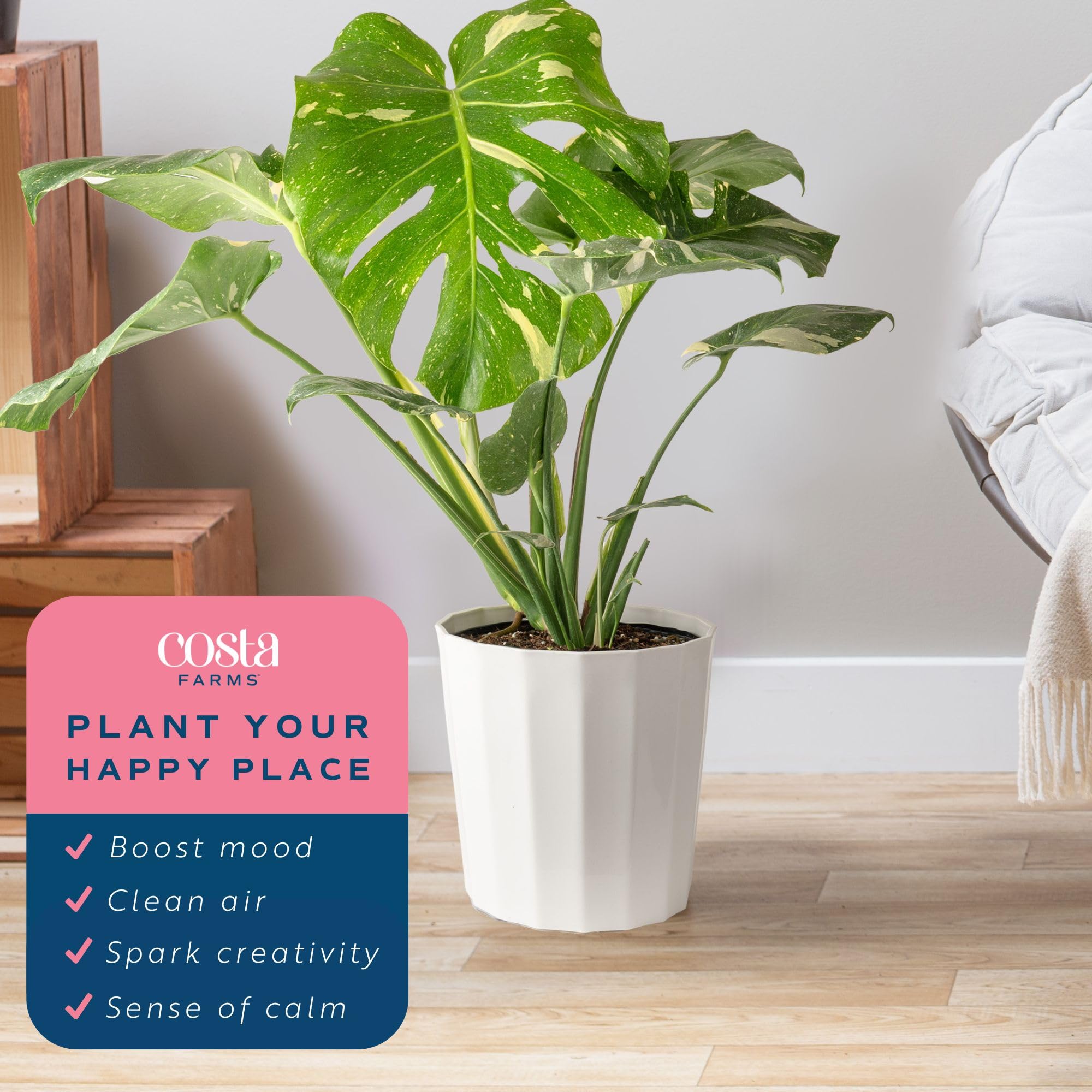 Costa Farms Live Thai Constellation Monstera Plant - 2-3 Feet Tall Indoor Houseplant with Decorative Pot | Trending Tropicals Collection for Home, Office & Room Decor | Perfect for Living Room, Bedroom & Workspace Greenery