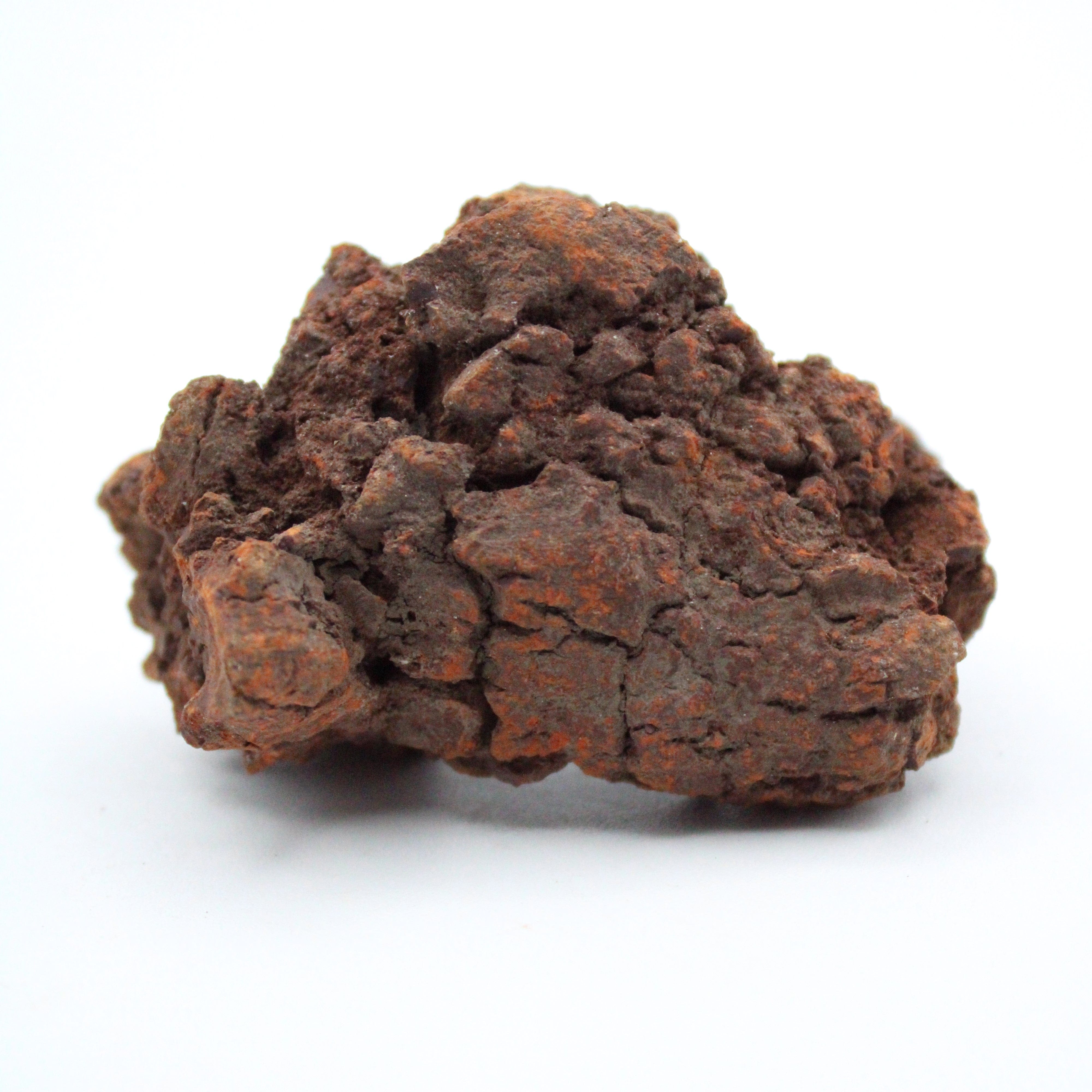 Authentic Coprolite Fossil Specimen - Dinosaur Poop Fossil for Collectors, Education & Home Decor - Perfect for Science Enthusiasts & Unique Gift Ideas