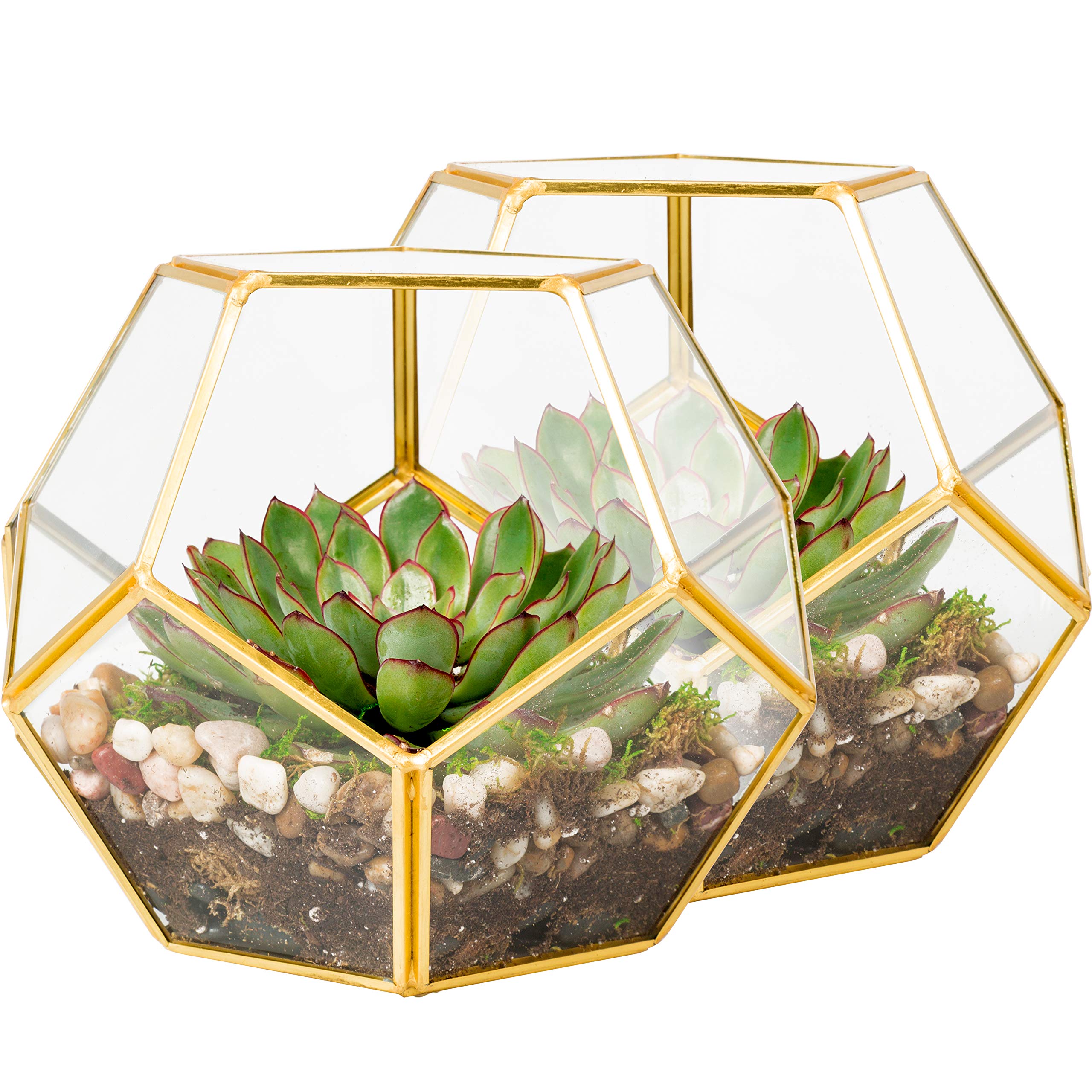 2-Pack Gold Trimmed Glass Geometric Terrarium Kit for Succulents & Air Plants - DIY Sphere Indoor Garden Decor - Perfect for Floral, Fern & Moss Centerpieces - Ideal for Home, Office & Holiday Decorations