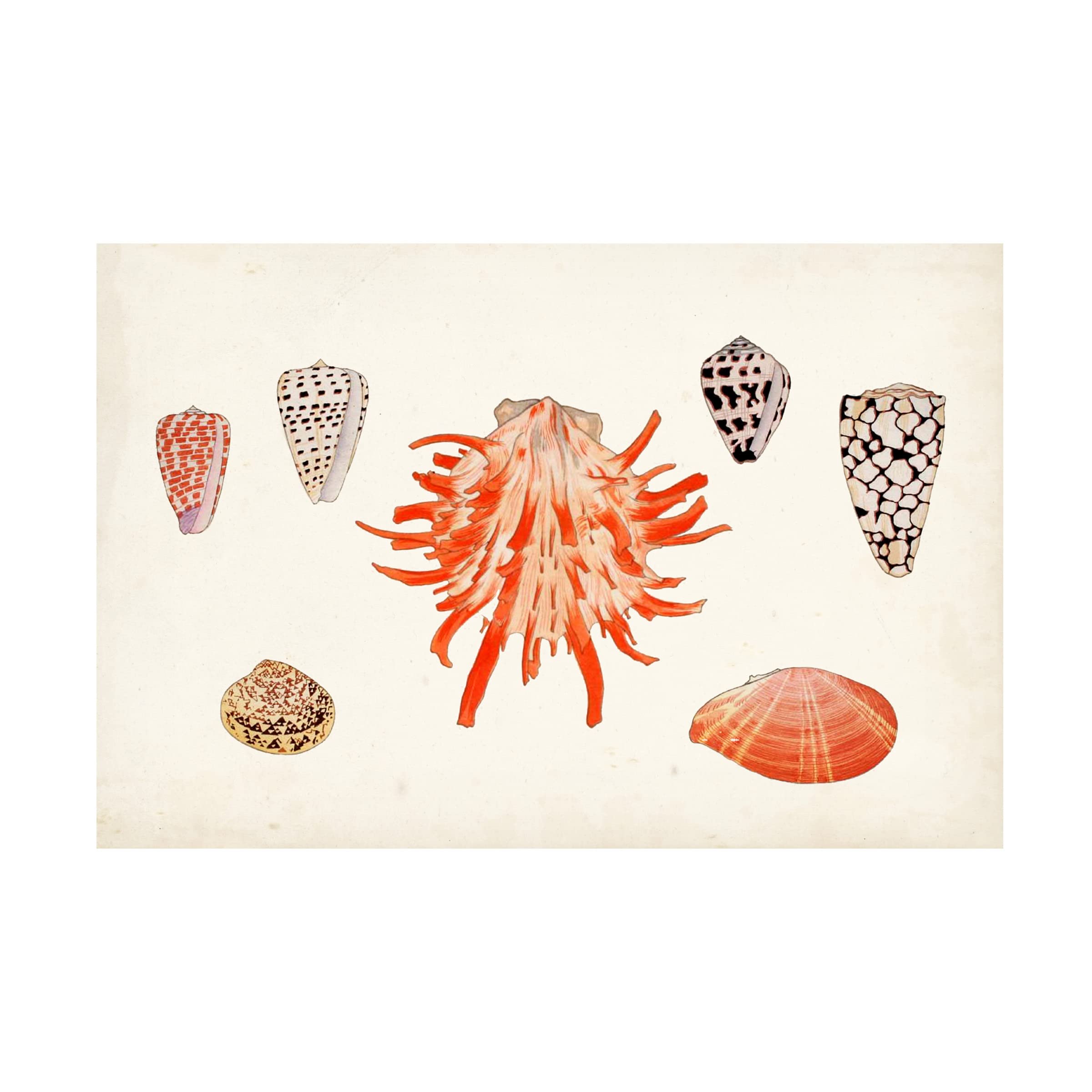 Trademark Fine Art 'Antique Shell Anthology IV' Canvas Wall Art Print by Vision Studio - Perfect for Beach House Decor, Coastal Living Room & Nautical Bathroom Design