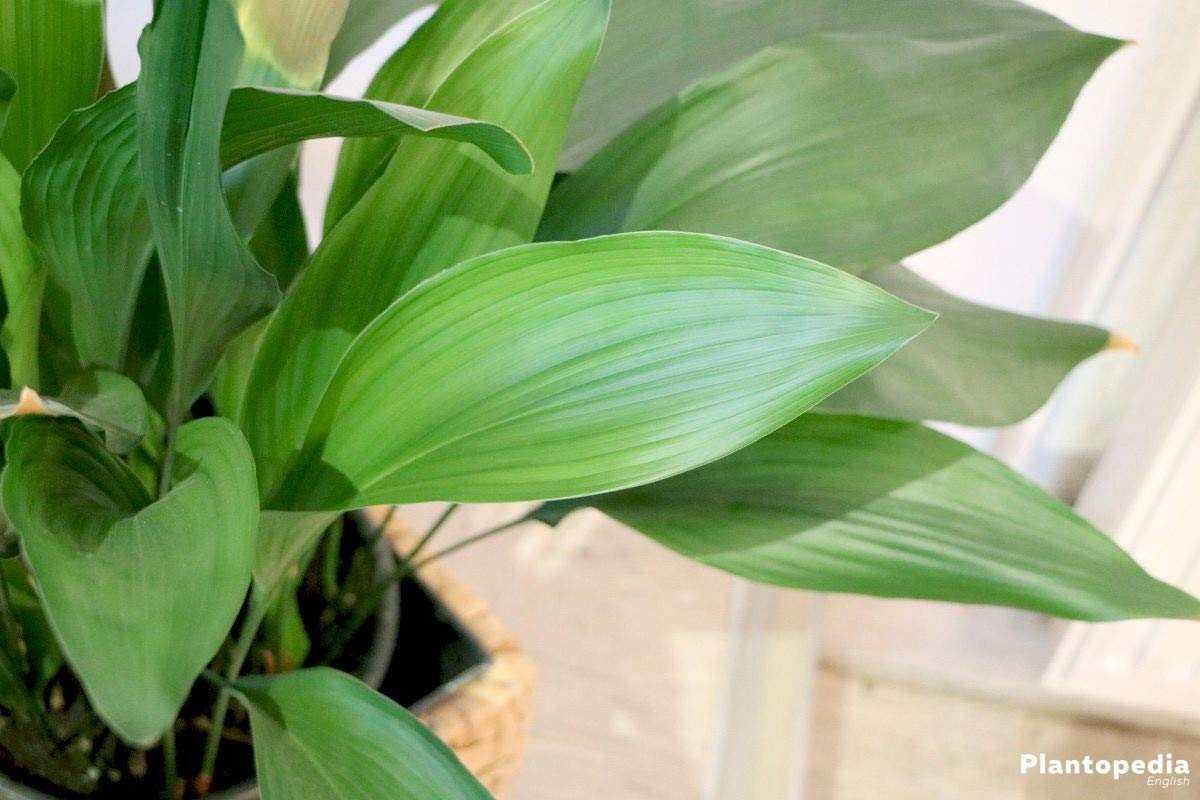 Cast Iron Plant (Aspidistra Elatior) - 3 Live Plants in 6 Inch Pots - Low Maintenance Indoor & Outdoor Houseplant - Perfect for Home, Office, and Garden Decor