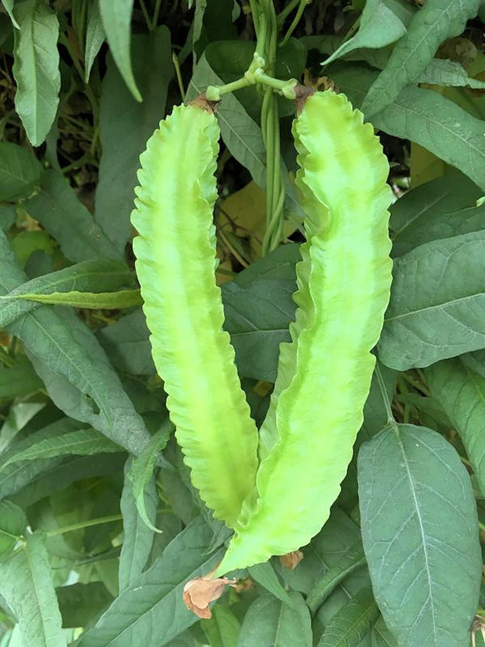 20+ Winged Bean Seeds - Non-GMO Heirloom Dragon Goa Asparagus (Sigarilyas/Chathura Payar) for Home Gardening & Asian Cuisine