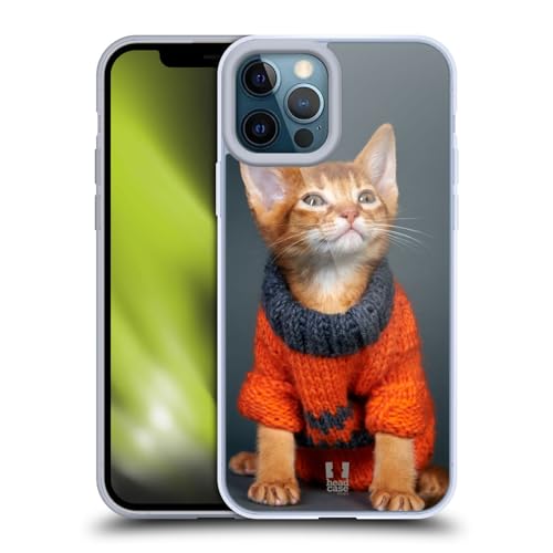 Orange Abyssinian Kitten