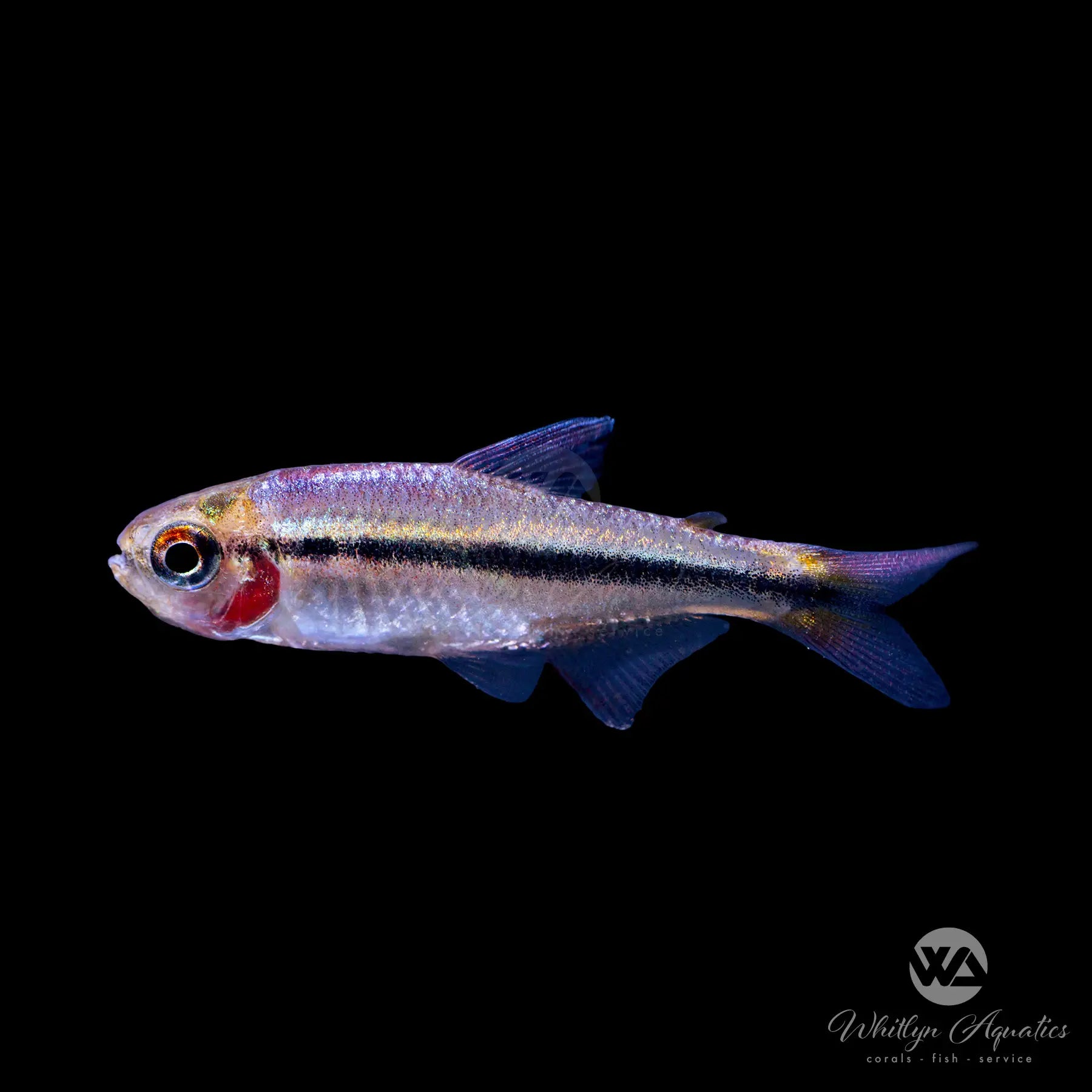 Imperial Lapis Tetra Fish (Hyphessobrycon sp. Lapis) - Live Aquarium Fish for Freshwater Tanks, Community Aquariums & Tropical Fish Tanks