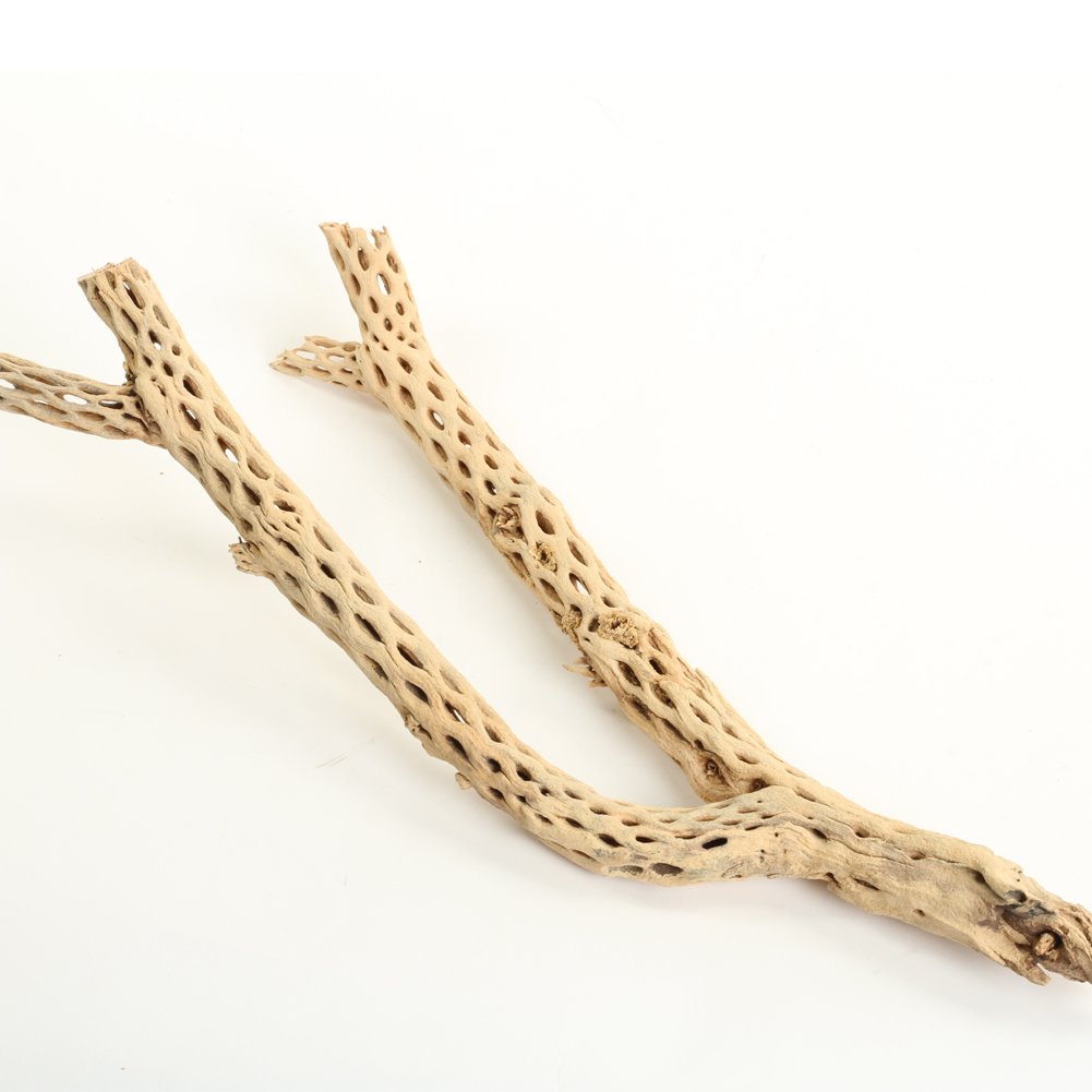 Koyal Wholesale 12 Inch Natural Cholla Wood for Aquarium & Terrarium - Perfect for Reptile Habitats, Fish Tanks, and Hermit Crab Decor