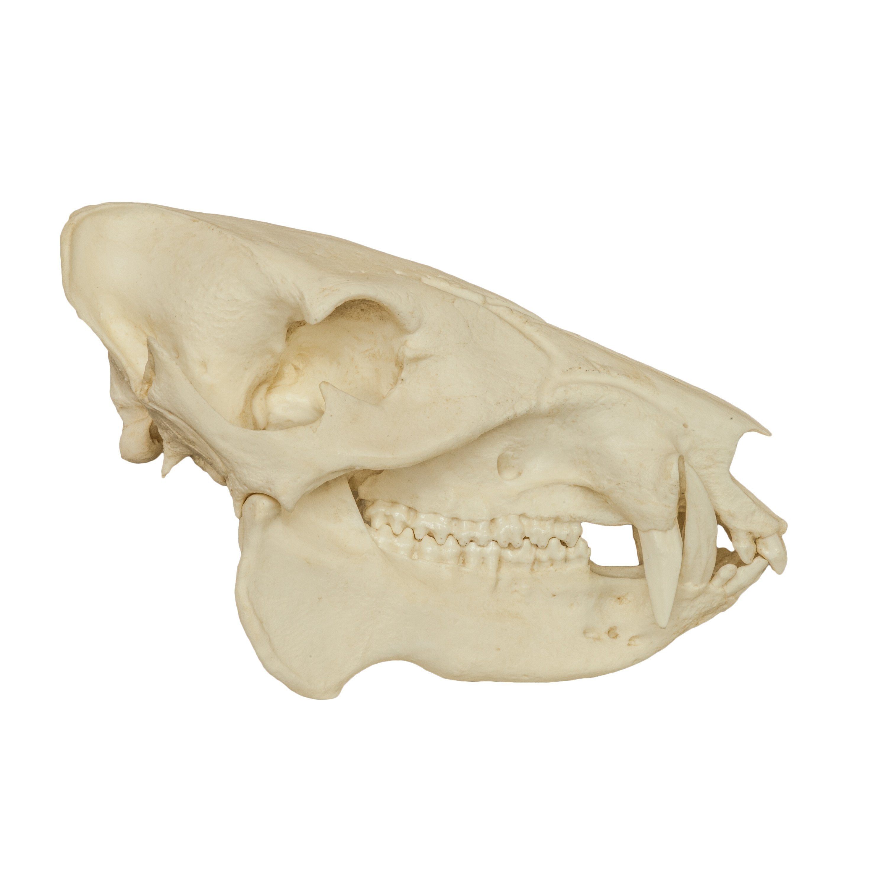 Authentic Replica Peccary Skull - High-Quality Animal Skull for Home Decor, Halloween Props, and Gothic Collections | Perfect for Taxidermy, Oddity Cabinets, and Horror Displays